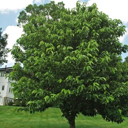 Magnolia acuminada - Semillas