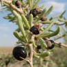 Lycium negro - Semillas