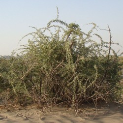 Lycium negro - Semillas