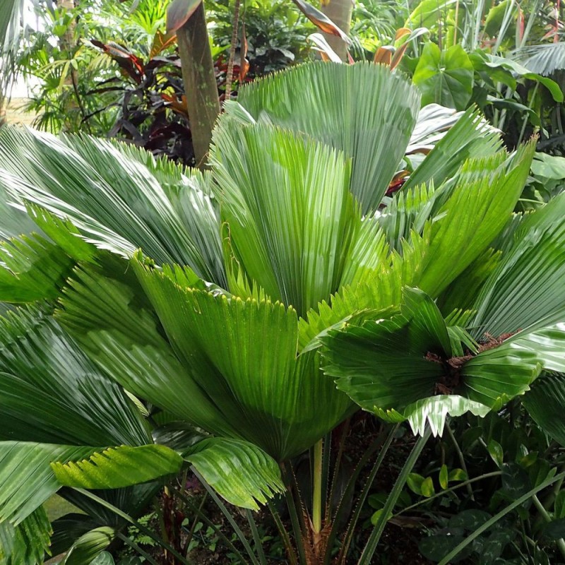 Licuala grande - Semillas