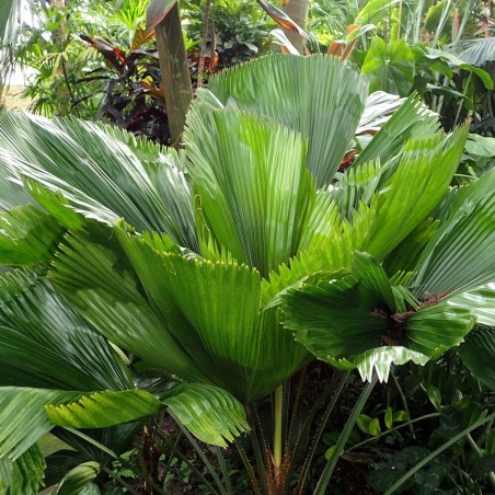 Licuala grande - Semillas