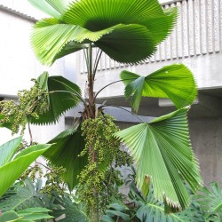 Licuala grande - Semillas