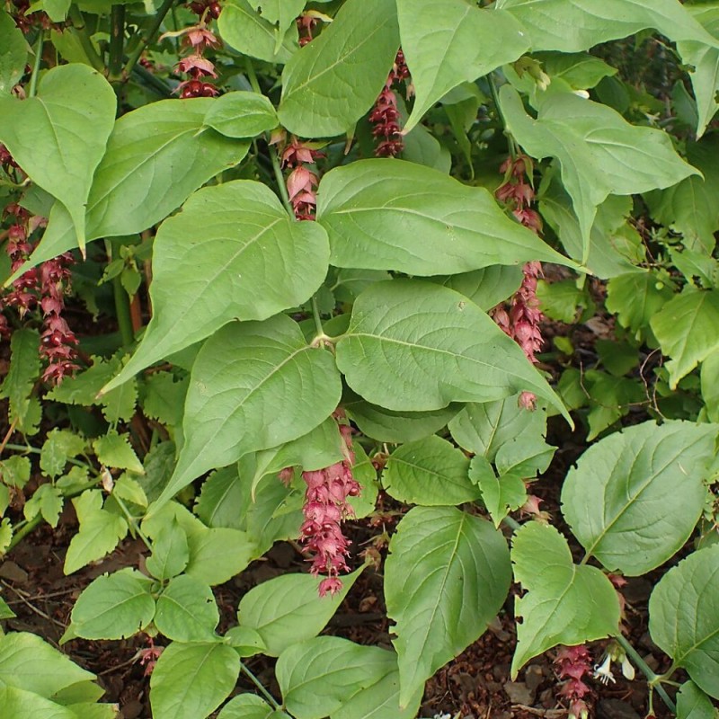 Capuchina del Himalaya - Semillas