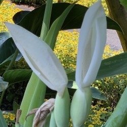 Leucocasia gigantea 'Thailand Giant' - Semillas