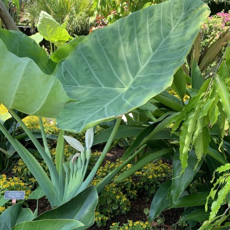 Leucocasia gigantea - Semillas