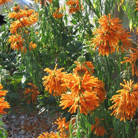 Cola de león - Semillas