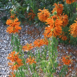 Cola de león - Semillas