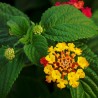 Lantana común - Semillas