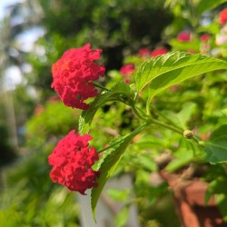 Lantana común - Semillas