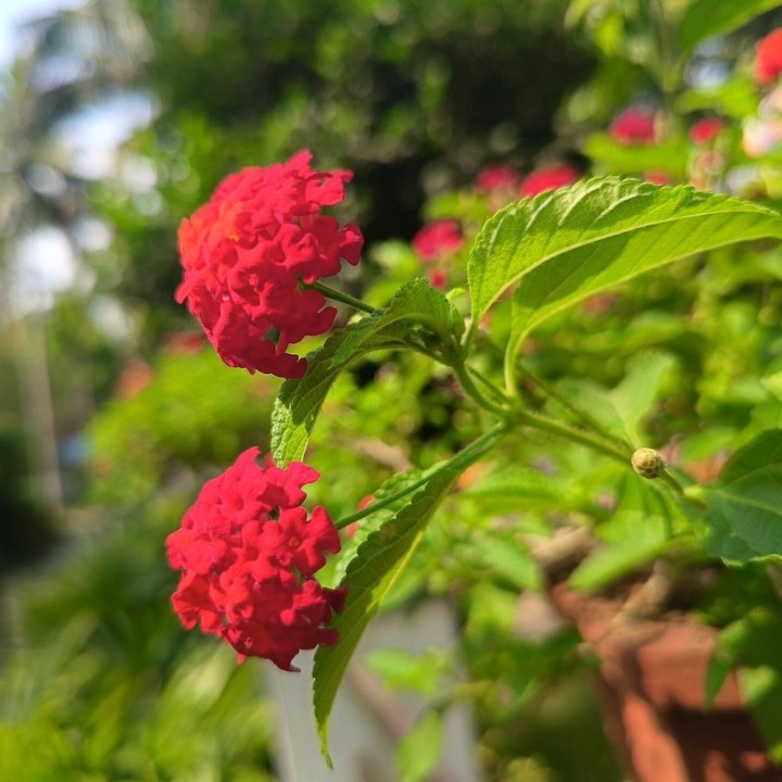 Lantana común - Semillas