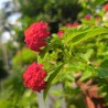 Lantana común - Semillas