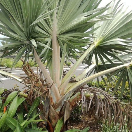 Palma Latania azul - Semillas