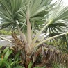 Palma Latania azul - Semillas