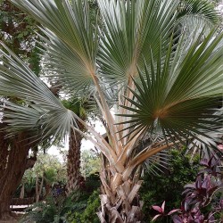 Palma Latania azul - Semillas