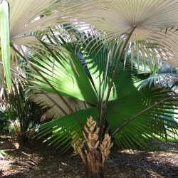 Palma mariposa - Semillas