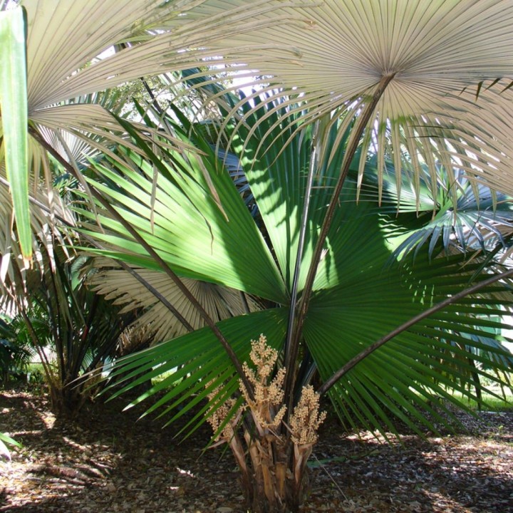 Palma mariposa - Semillas