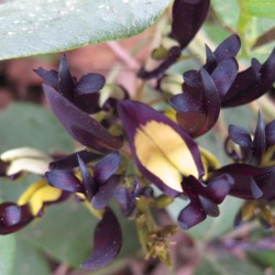 Kennedia negra - Semillas