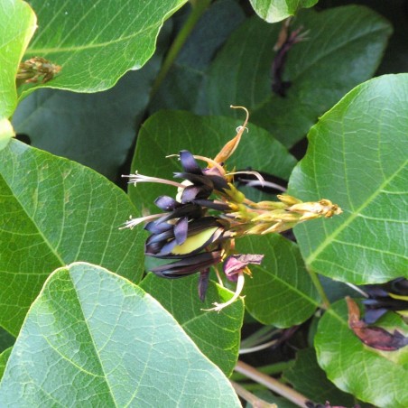 Kennedia negra - Semillas