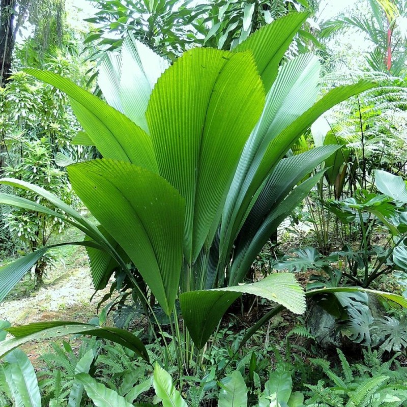Palma hoja de abanico gigante - Semillas