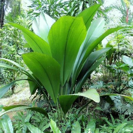 Palma hoja de abanico gigante - Semillas