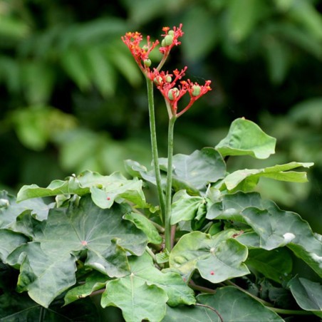 Jatrofa botella - Semillas