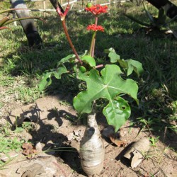 Jatrofa botella - Semillas