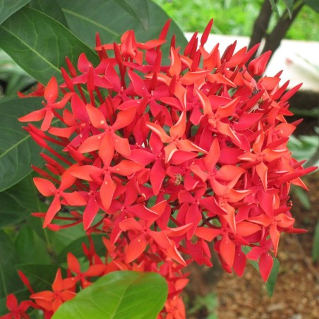 Ixora roja - Semillas