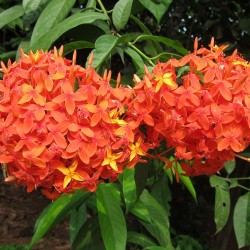 Ixora roja - Semillas