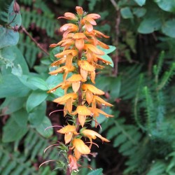 Isoplexis canaria - Semillas