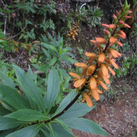 Isoplexis canaria - Semillas