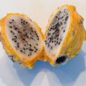 Pitahaya amarilla - Semillas