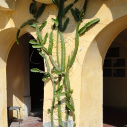 Pitahaya amarilla - Semillas