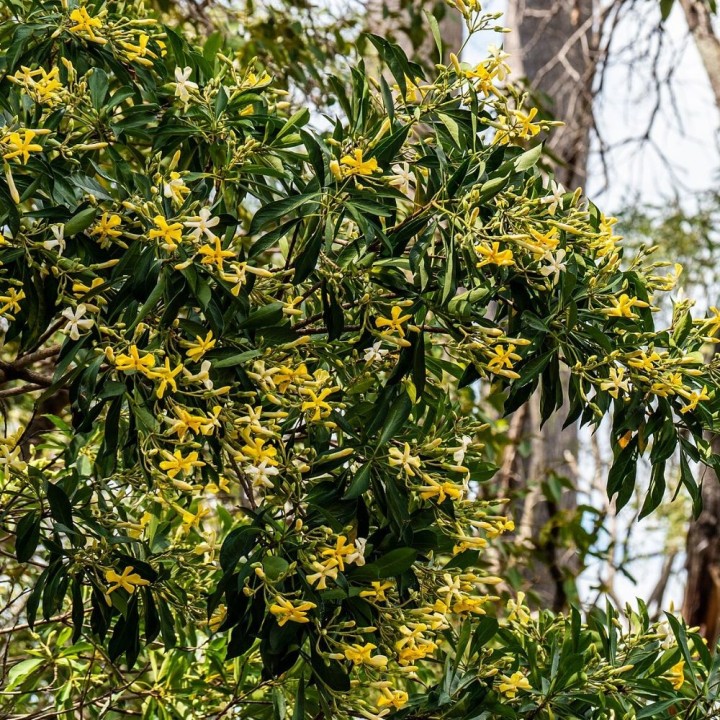 Árbol fragante australiano - Semillas