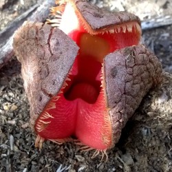 Hydnora africana - Semillas