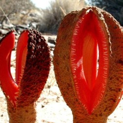 Hydnora africana - Semillas