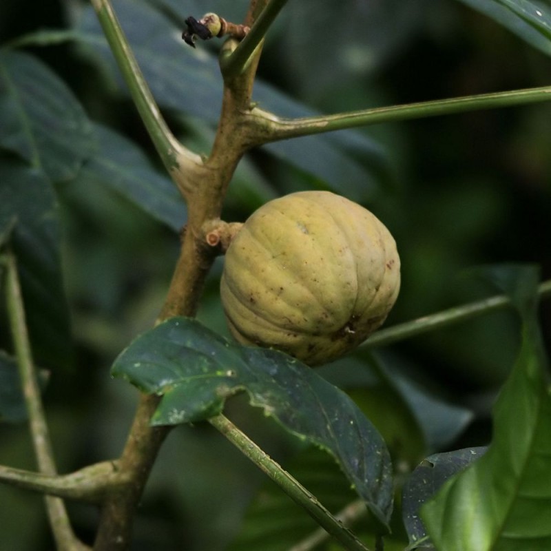 Árbol dinamita - Semillas