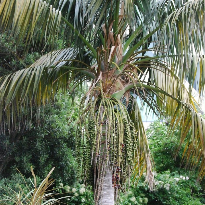Howea forsteniana - Semillas