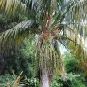 Howea forsteniana - Semillas