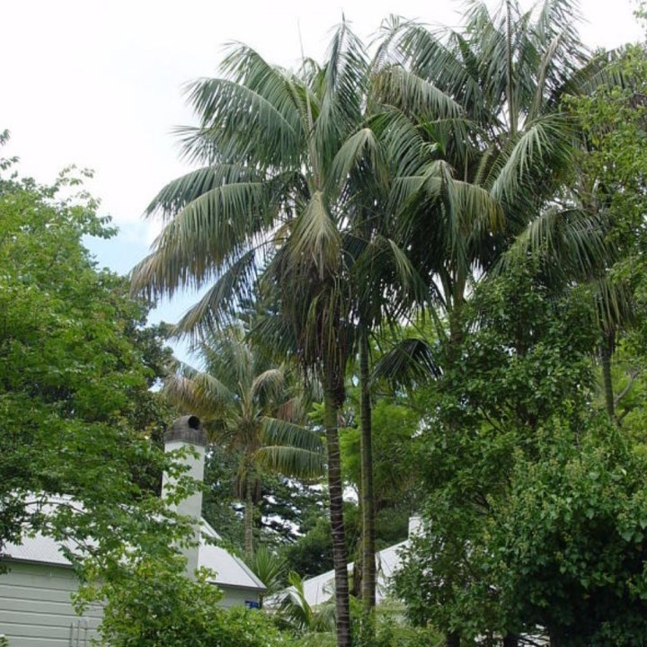 Palmera kentia - Semillas