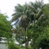 Palmera kentia - Semillas
