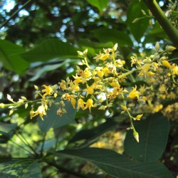 Árbol del caucho - Semillas