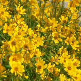Girasol de Porter - Semillas