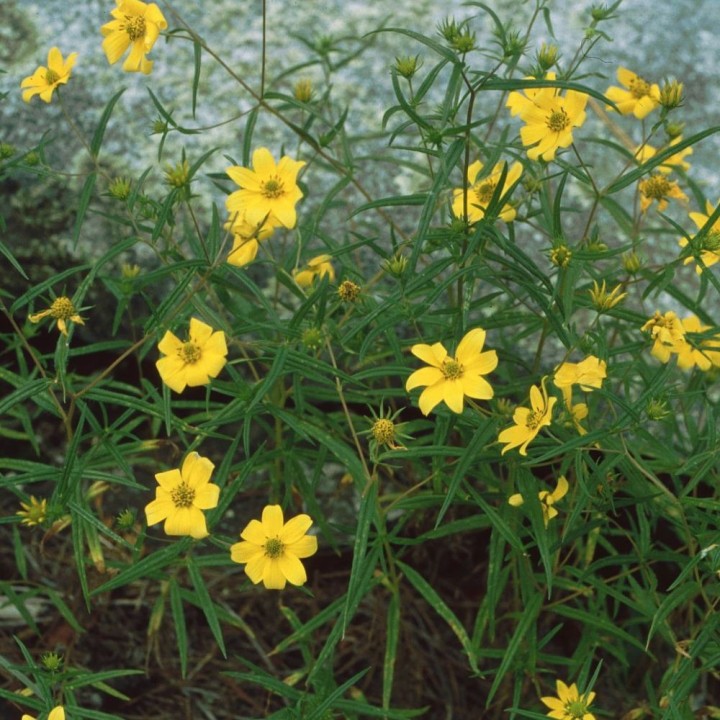Girasol de Porter - Semillas