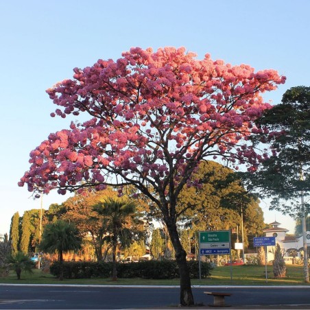 Palo rosa - Semillas