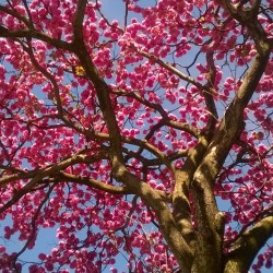 Palo rosa - Semillas