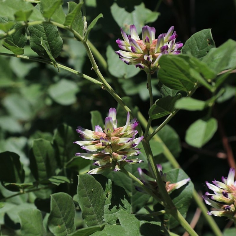 Regaliz chino - Semillas