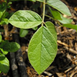 Regaliz chino - Semillas