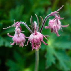 Beno de tres flores - Semillas