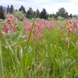 Beno de tres flores - Semillas