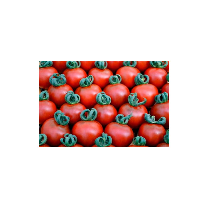 Tomate Cherry Bronce - Sobre 15 semillas